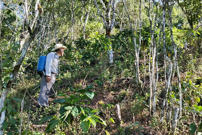 MAG anuncia siembra de 700 manzanas de café para aumentar la producción