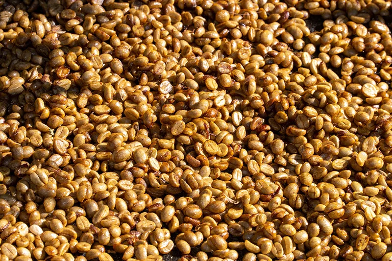 Reforman ley del café: promueven inscripción de viveristas y dejan análisis de calidad no vinculante para exportación