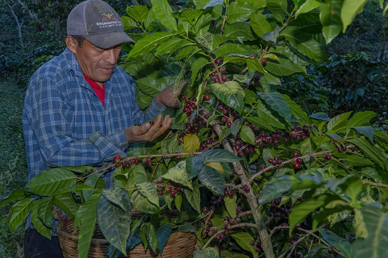 Producción de café crece 42 % en los primeros meses del ciclo 2025-2026