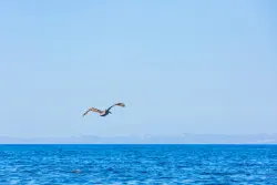 Calor acumulado bajo el Océano Pacífico prolongará el fenómeno de El Niño