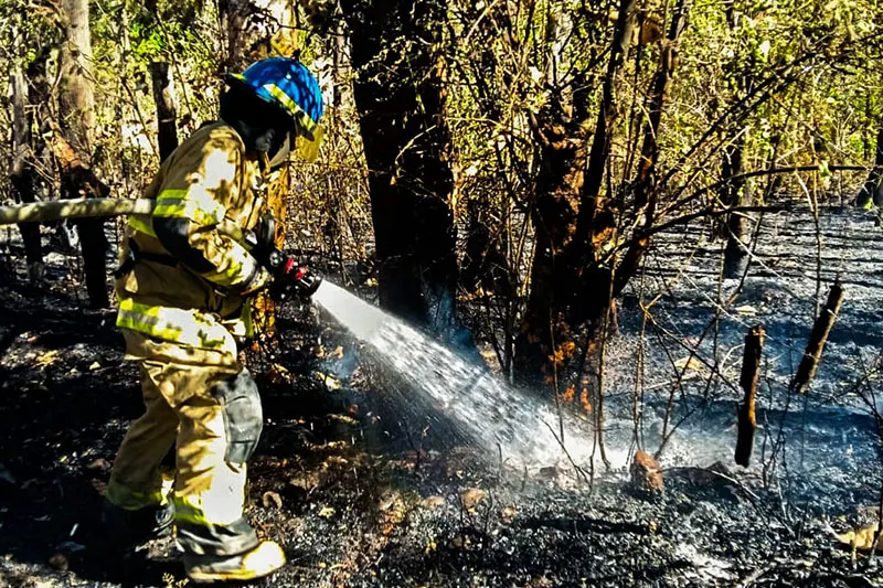 Incendios han afectado más de 300 manzanas de terreno en lo que va de 2026