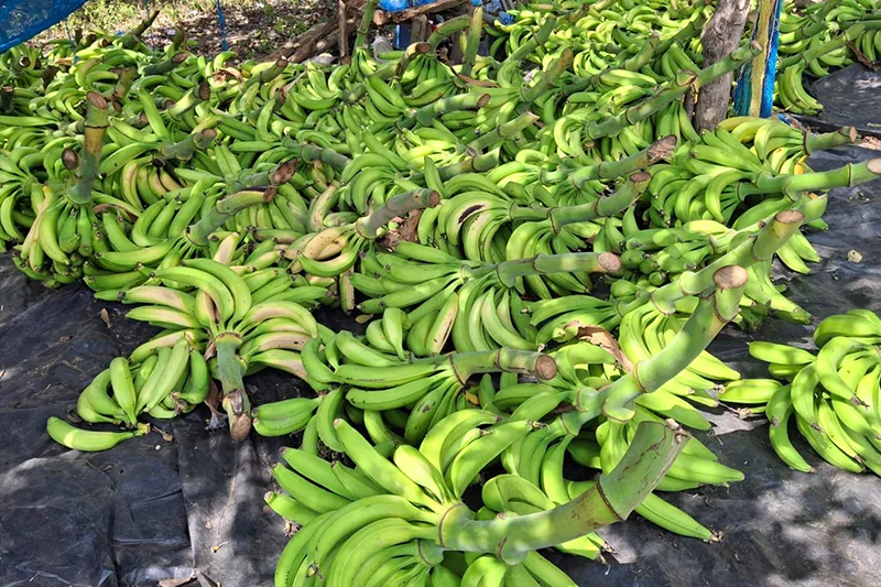 Agricultura niega escasez de plátanos y asegura abastecimiento en mercados