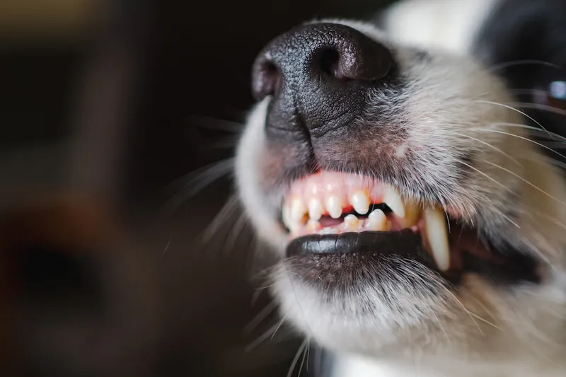 El dueño de un perro que mordió a un hombre es condenado a pagar $765 a la víctima