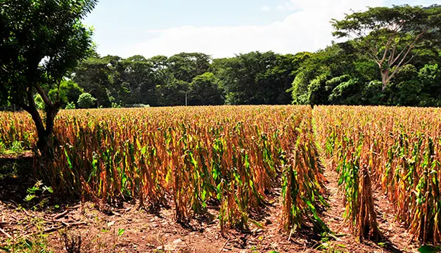 Seguridad alimentaria y producción agrícola se verán afectadas por la sequía, advierte PMA