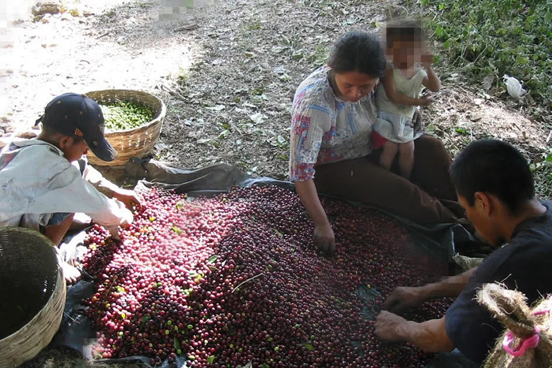 Fews Net advierte disminución de ingresos en el campo entre marzo y mayo de 2026