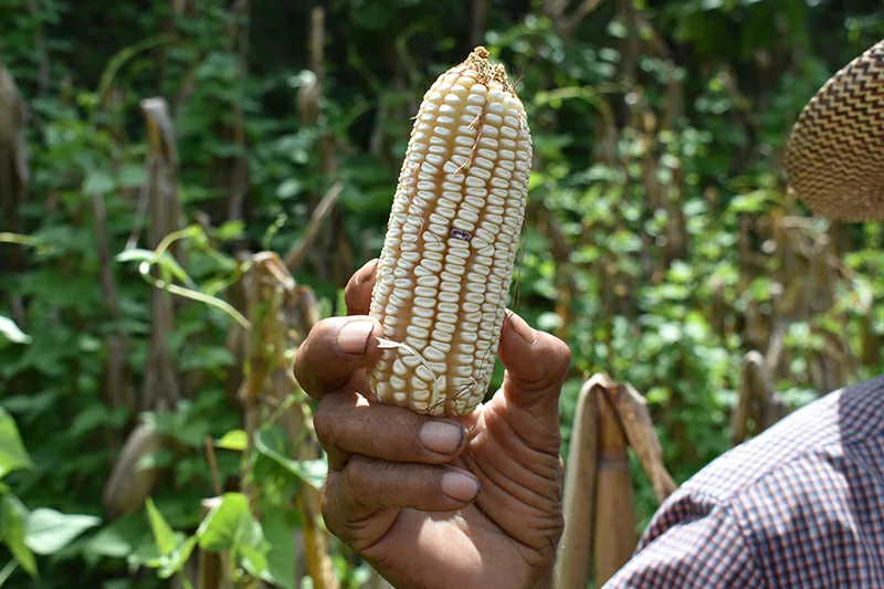 EEUU prevé aumento de producción agrícola salvadoreña para 2026