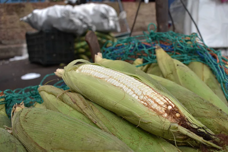 Se acerca el XIV Festival del Elote en Paraíso de Osorio, Ruta Panorámica