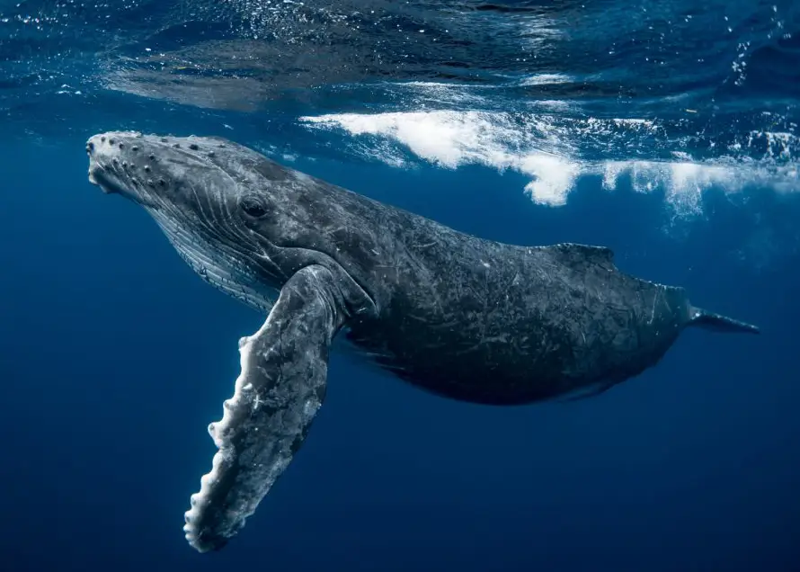 Avistamiento de ballenas jorobadas en Los Cóbanos: esto debe tener en cuenta si asistirá
