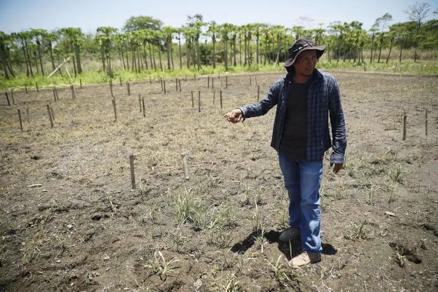 Aprender y producir, estudiantes salvadoreños generan alimentos saludables y amigables