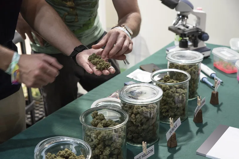 Estados Unidos reclasifica la marihuana medicinal como una droga de menor riesgo