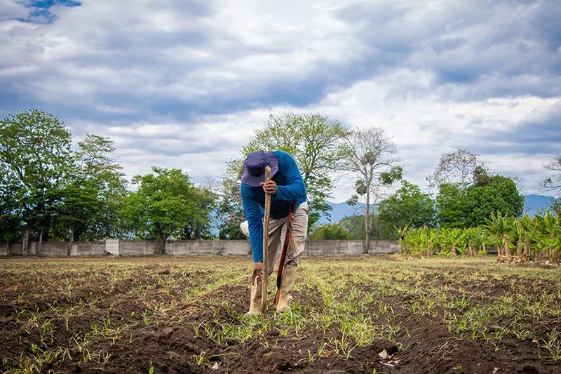 La actividad agrícola cayó en mayo por factores climáticos, según el BCR