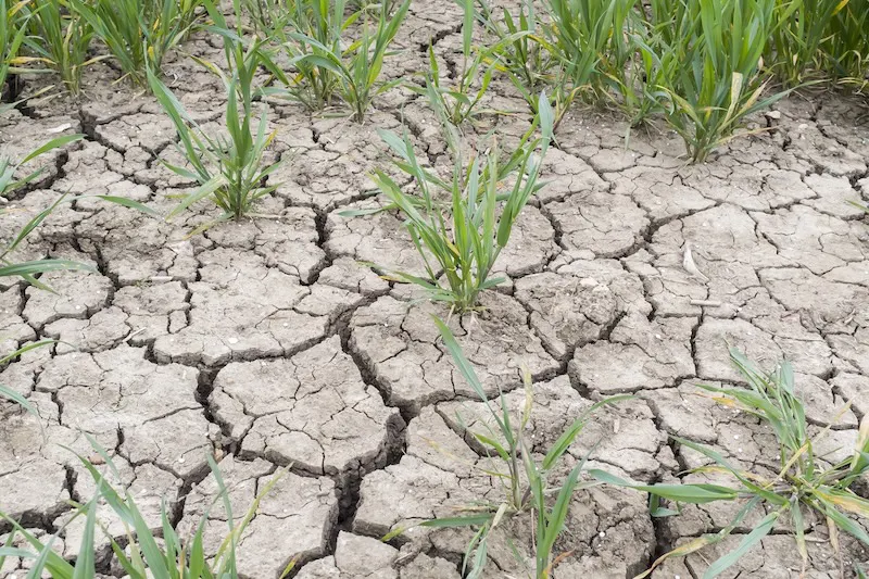 El cambio climático impulsa migración y afecta agricultura en El Salvador, revela estudio