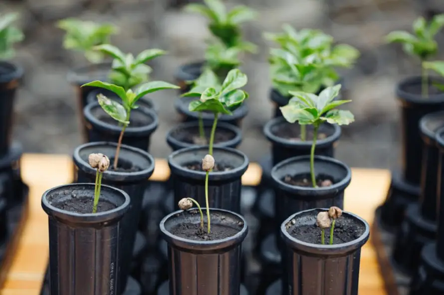 Caficultores de El Salvador y la región reciben 100 millones de plantas resistentes de Starbucks