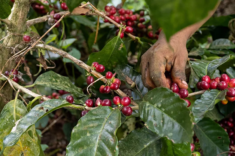 Crisis en Ormuz pone en riesgo la cosecha mundial de café 2026/27, advierte la OIC