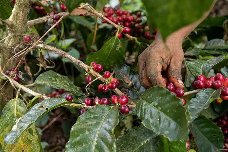 USDA advierte disminución en la producción de café en El Salvador por el fenómeno de El Niño