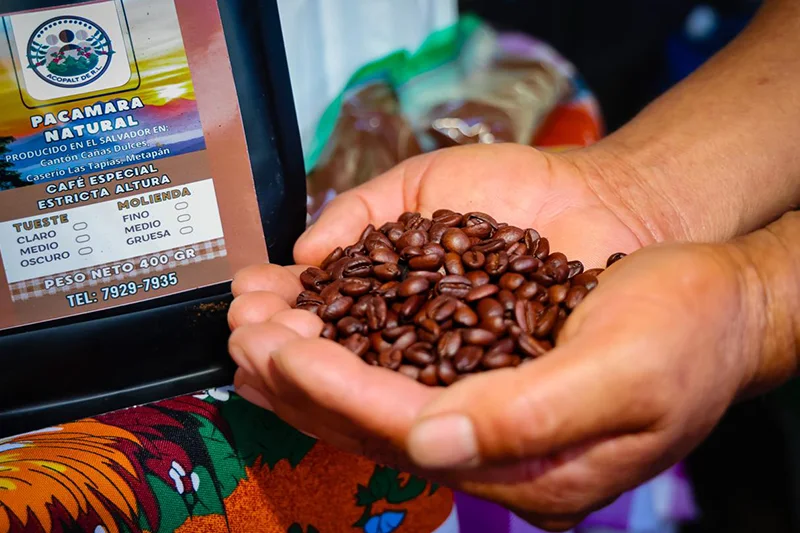 Festival del Café en Chalatenango impulsa promoción del grano y economía local