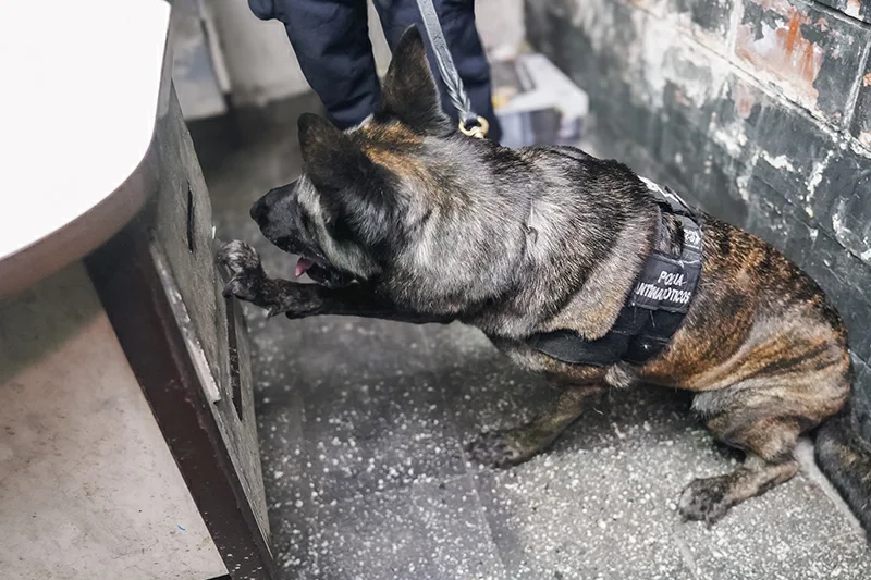 Realizan registros en negocios fachada y capturan a sospechoso con droga en San Salvador