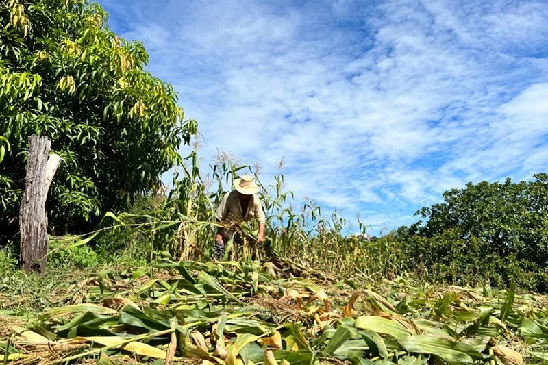 Productores prevén cosecha de 25 millones de quintales de granos básicos para 2026-2027