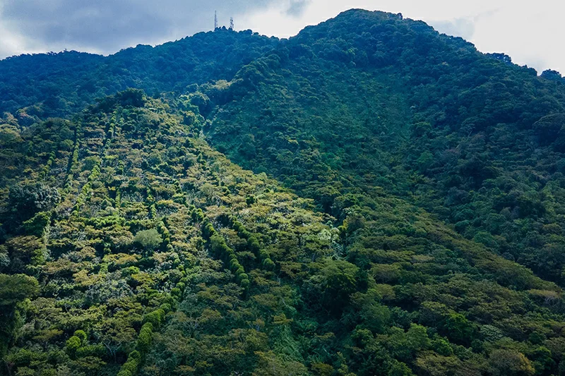 Ampliarían por cinco años el fideicomiso ambiental para conservar el bosque cafetalero