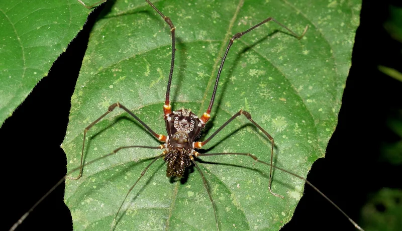 Científicos documentan en Ecuador arácnidos que devoran ranas vivas