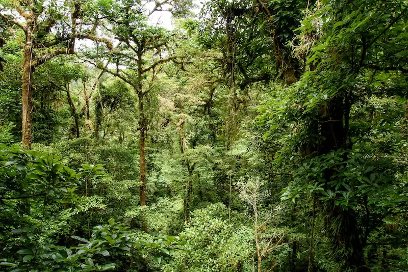 Honduras podría perder todos sus bosques en 2045
