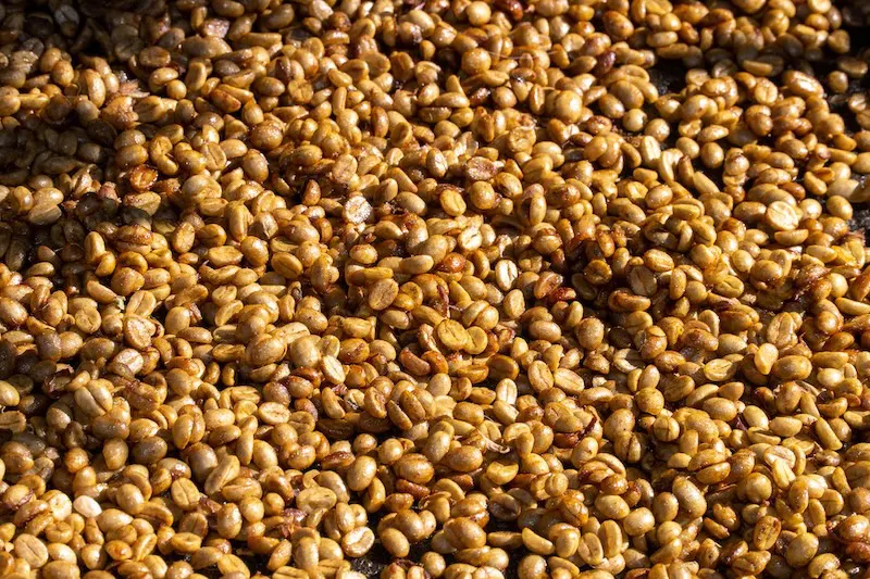 EEUU proyecta una caída del 7.5% en la producción de café salvadoreño en 2026