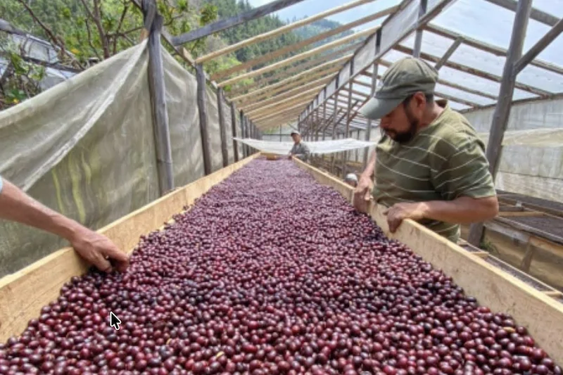 La cosecha cafetalera 2025/2026 creció un 7.9%, según el ISC