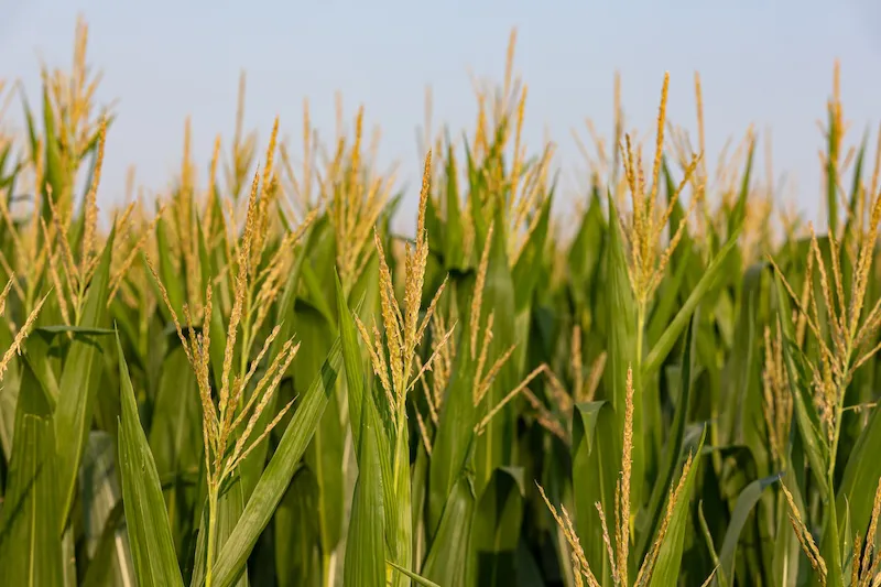 Campo prevé un déficit de 2 millones 840,000 quintales de maíz en 2026