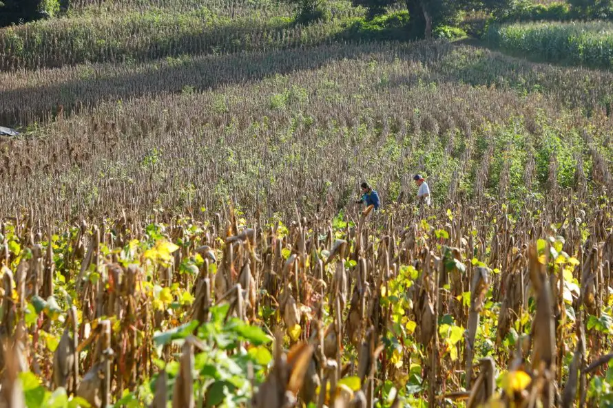 Presidente de Campo estima cubrir 75% de maíz, 20% de frijol y 100% de arroz en siembra de junio