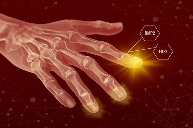 ¿Regenerar extremidades será posible? Un estudio consigue crear hueso, tendones y ligamentos