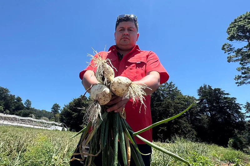 Invernaderos y cultivos hidropónicos transforman la agricultura en Las Pilas
