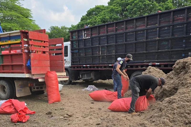 MAG distribuye más de 130 toneladas de bagazo de caña para alimentar ganado ante riesgos por El Niño
