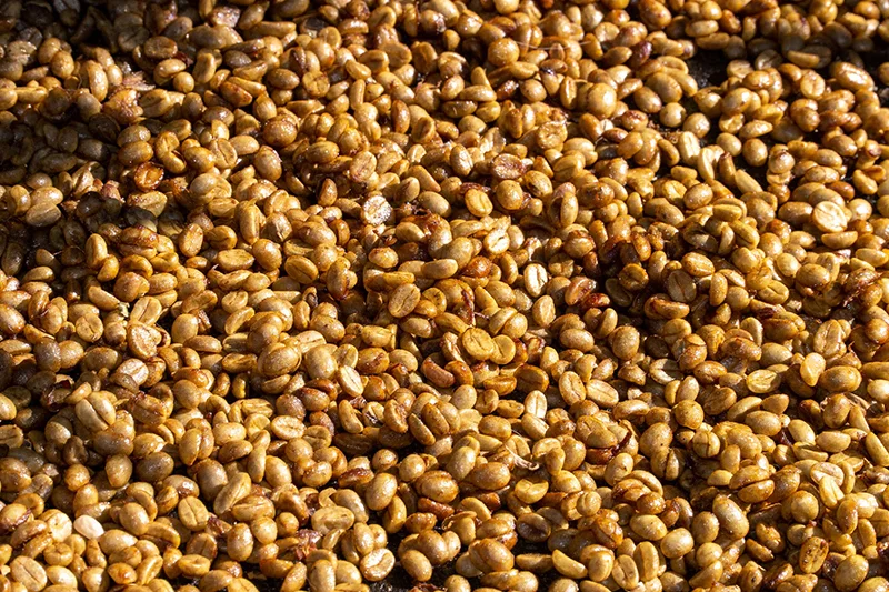 El precio del café se desploma a su nivel más bajo desde septiembre de 2024