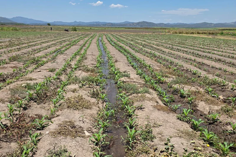 Agricultores propone cultivar 60,000 manzanas con riego para no depender del invierno