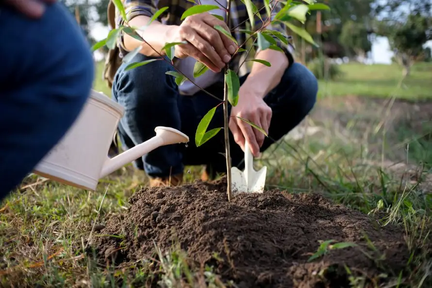 MOPT prevé sembrar 20,000 árboles en el parque Bicentenario y reforestar la finca El Espino