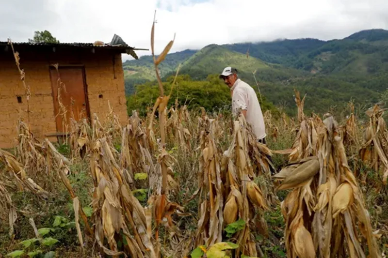 Guatemala declara la alerta amarilla por sequía y altas temperaturas