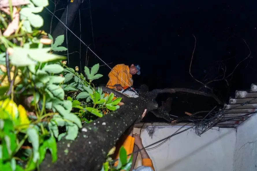 Lluvias provocan caída de árboles en San Salvador, Soyapango y Cojutepeque