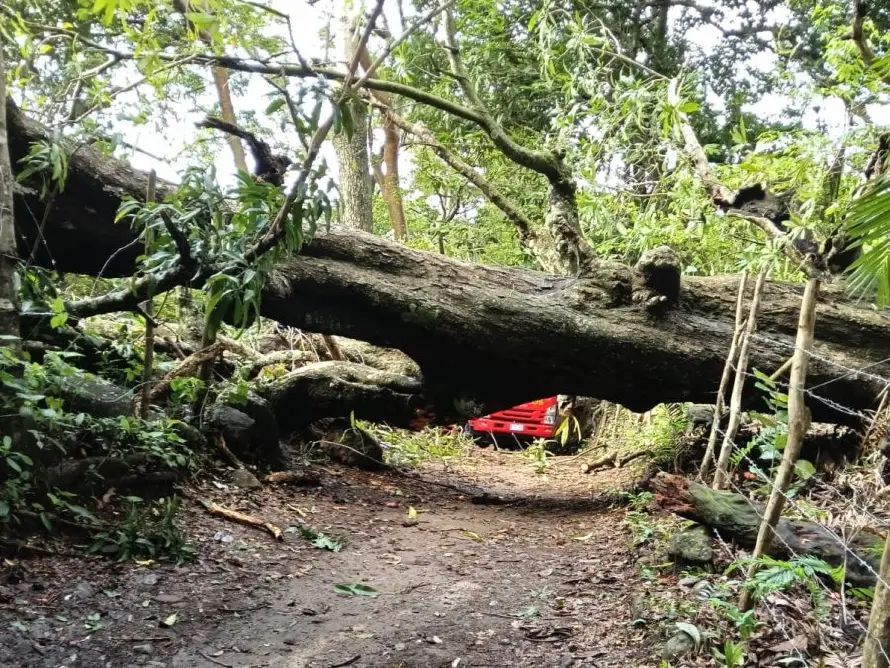 Tormenta Cristina deja 170 viviendas anegadas y más de 150 árboles caídos en una semana de lluvias