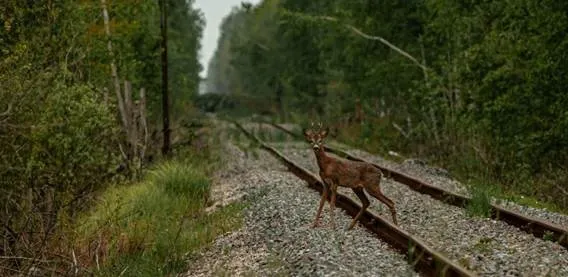 La guerra en Ucrania altera el comportamiento de la fauna silvestre en Chernóbil