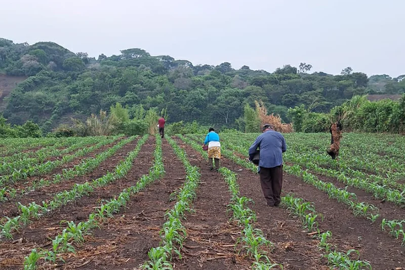 Productores se unen para ampliar siembras bajo riego ante amenaza de El Niño