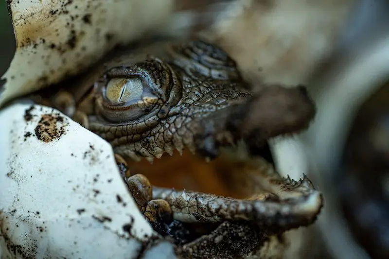 MARN monitorea hábitat de cocodrilos y viveros de incubación de sus huevos