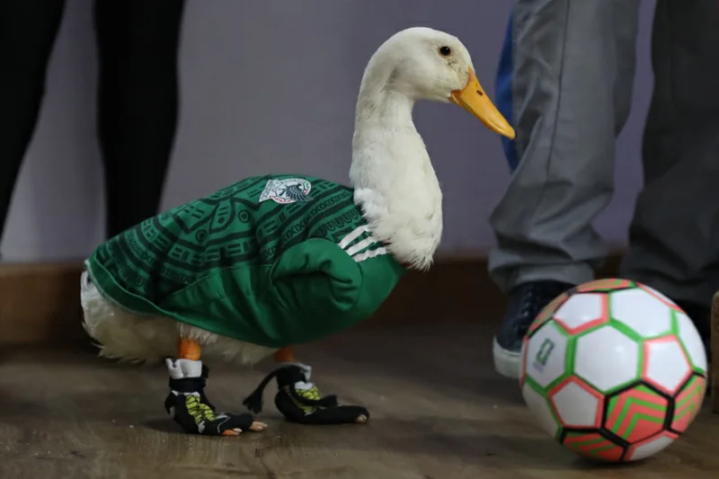 Merlín, el pato mexicano que conquista el Mundial