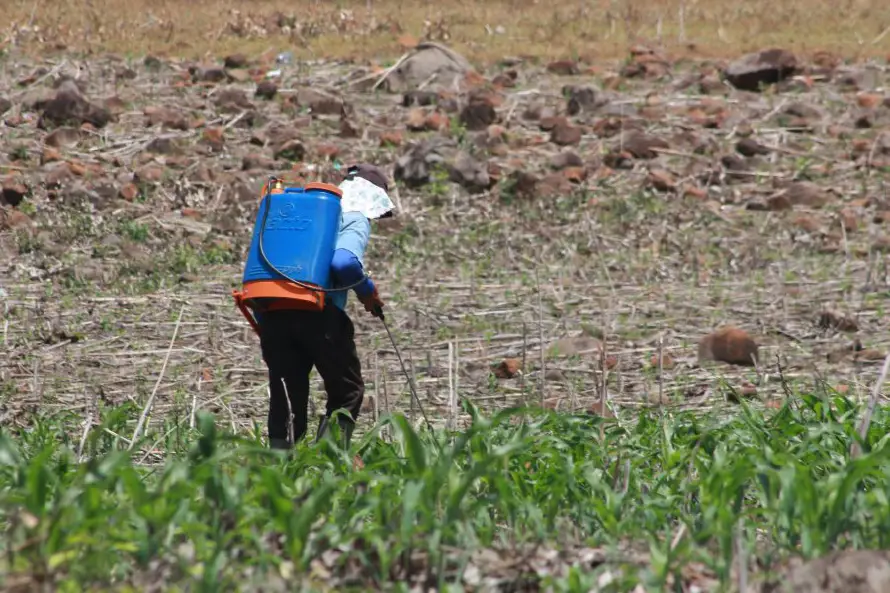 Estudio relaciona el tipo de trabajo agrícola con la disminución de la función renal en Centroamérica