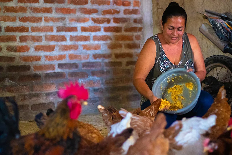 MAG recomienda resguardar aves, ganado y colmenas ante lluvias
