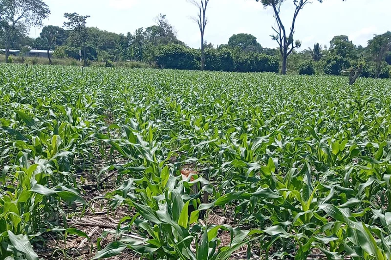 La FAO advierte que la sequía por El Niño puede traducirse en hambre en Centroamérica