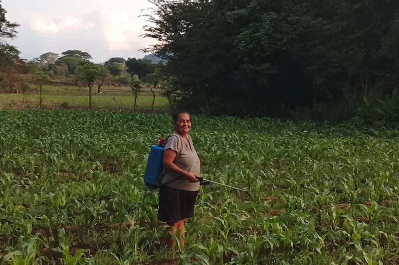 Mesa Agropecuaria prevé cosechas suficientes para enfrentar período seco entre agosto y septiembre