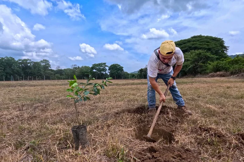 Productores del oriente reciben 6,390 árboles frutales para fortalecer sistemas agroforestales