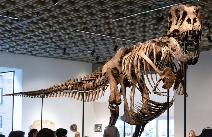Esqueleto de T. Rex se vende por un récord de $50.1 millones en Nueva York