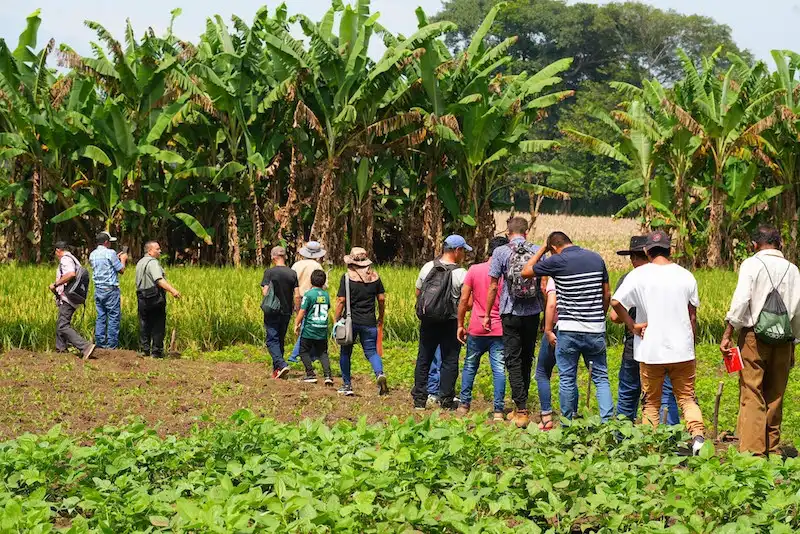 Ministerio de Desarrollo Local adquiere hijos de plátano por $63,780