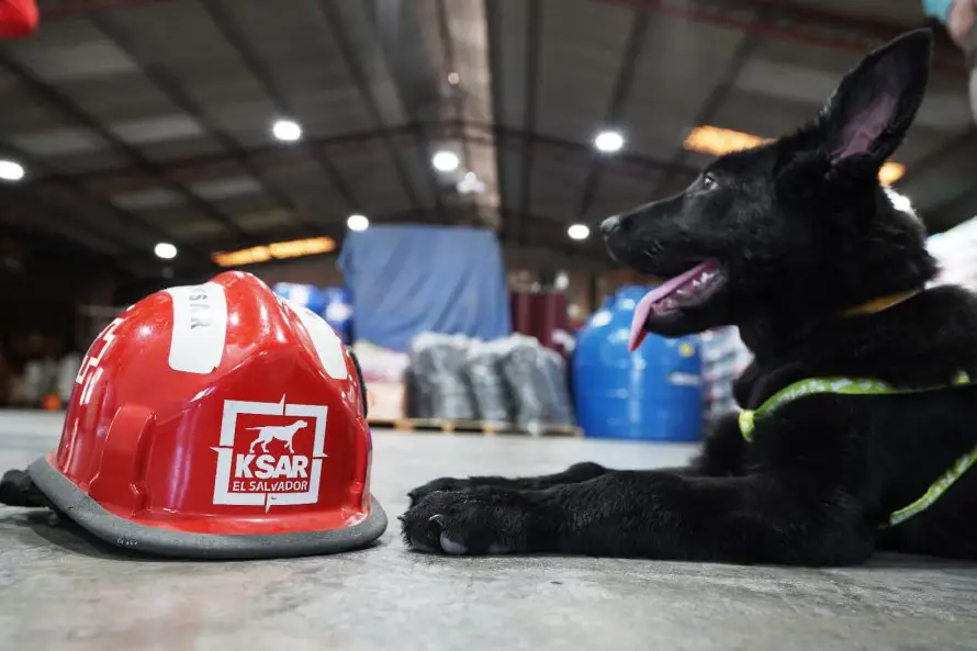 Balto Bernabé, el can que será rescatista de Cruz Roja Salvadoreña